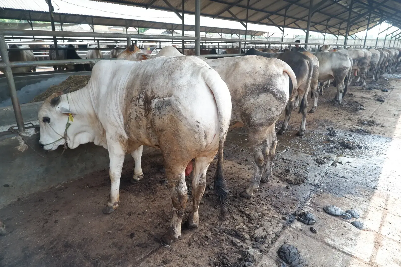Syarat Sah Hewan Qurban