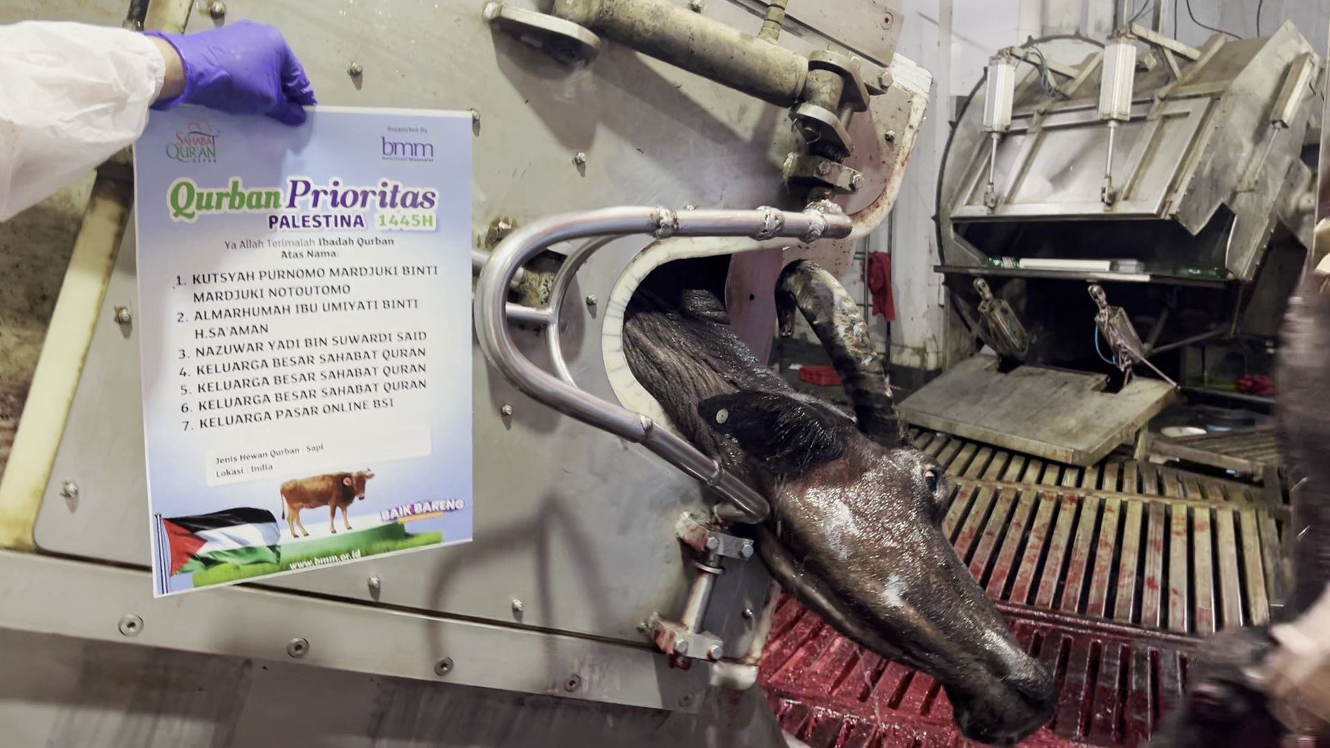 Qurban 1 Ekor Sapi Palestina