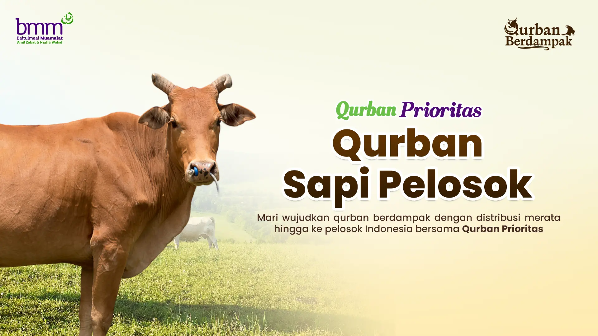 Qurban 1 Sapi Pelosok 1447 H