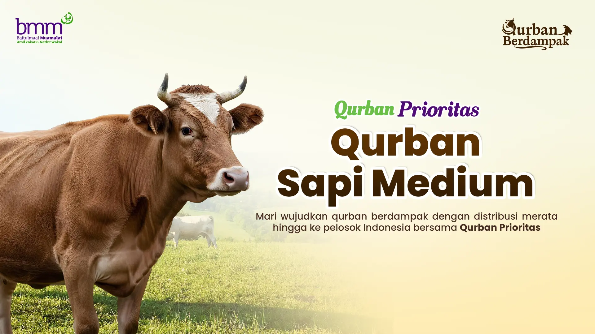 Qurban 1 Sapi Medium 1447H