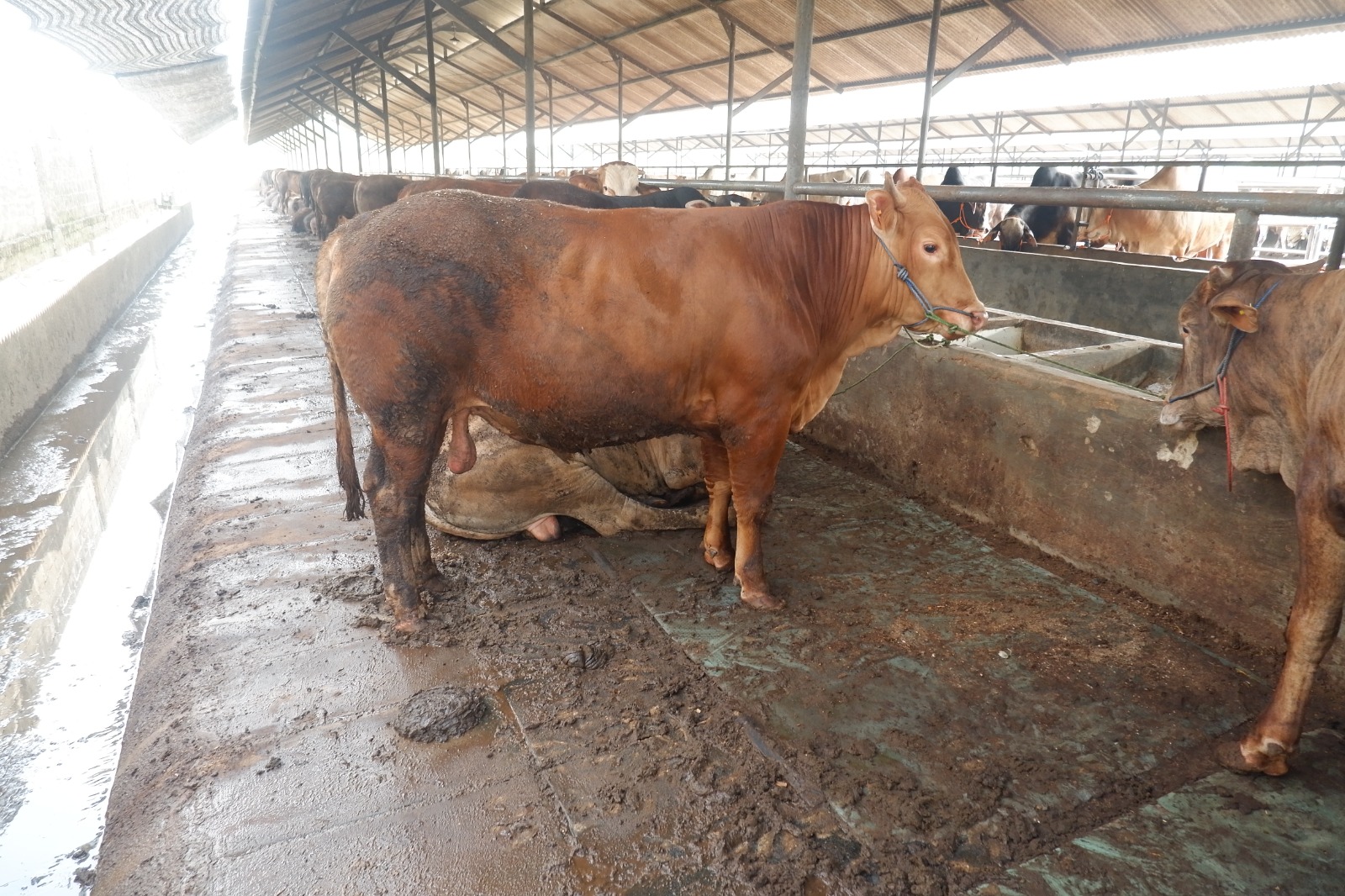 Koleksi Sapi dan Kambing Qurban 2025