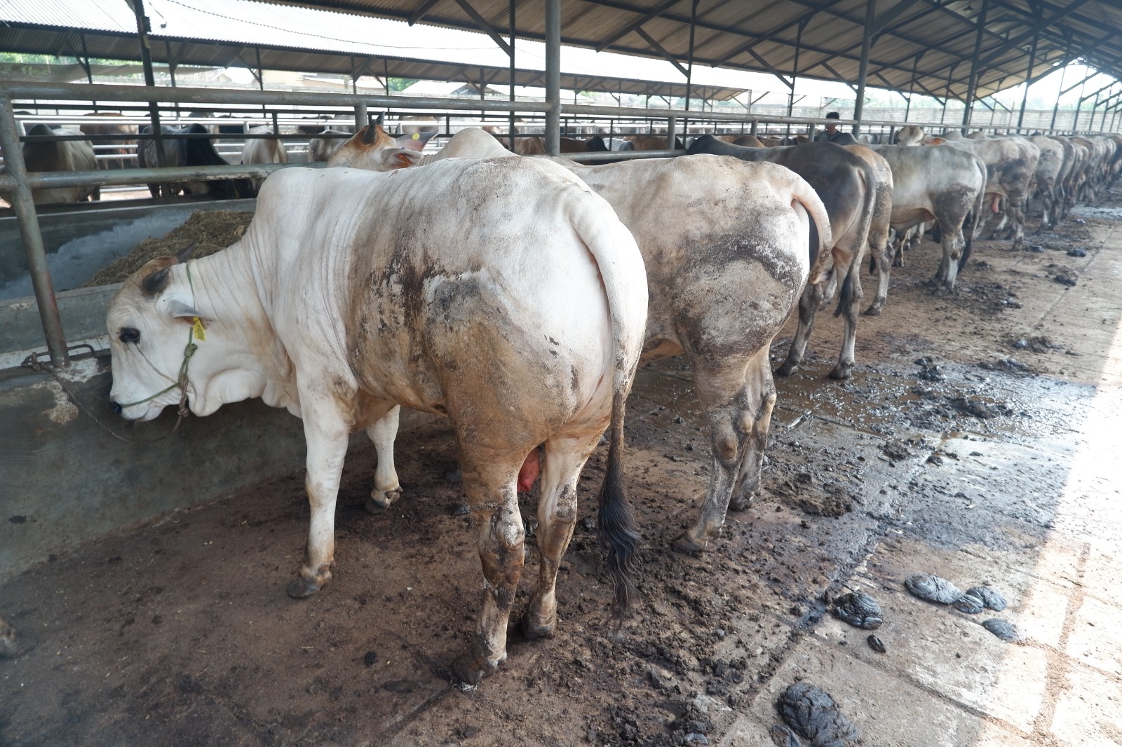 Qurban dan Sedekah: Mana yang Lebih Utama di Hari Raya Idul Adha?